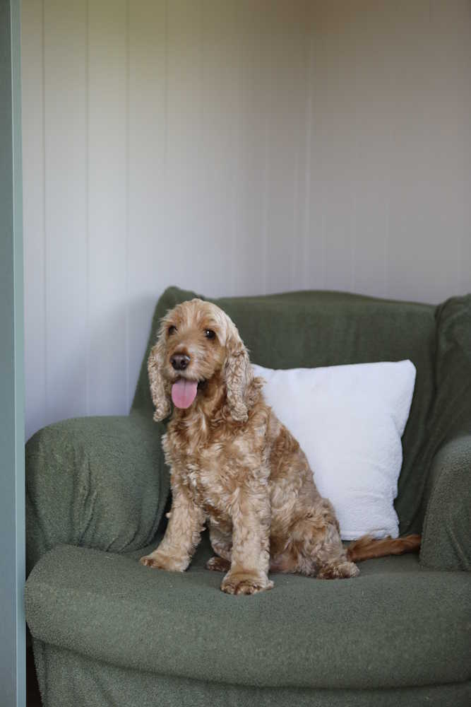A customer's dog inside of a finished shepherd hut.
